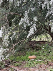 Leptospermum continentale