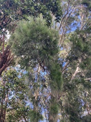 Casuarina cunninghamiana