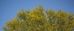 Vachellia karroo