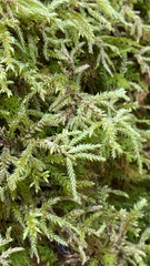 Rhytidiadelphus loreus