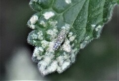 Eupteryx decemnotata