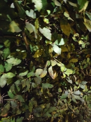 Elaeagnus pungens