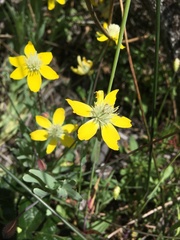 Platystemon californicus