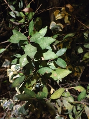 Elaeagnus pungens