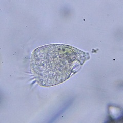 Strobilidium caudatum