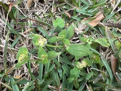 Richardia brasiliensis