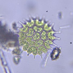 Pseudopediastrum