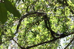 Spilotes pullatus