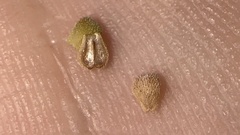 Richardia brasiliensis