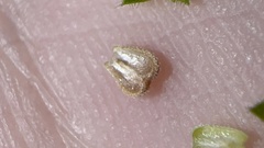 Richardia brasiliensis