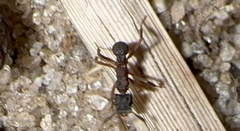 Cyphomyrmex rimosus
