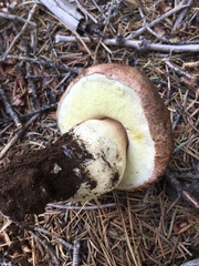 Boletus rex-veris