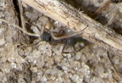 Cyphomyrmex rimosus