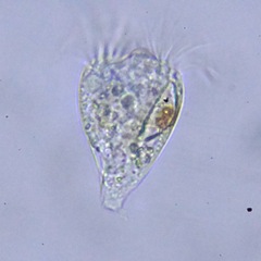 Strobilidium caudatum
