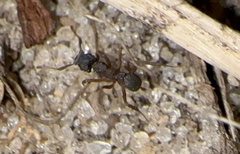 Cyphomyrmex rimosus