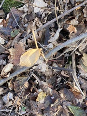 Dirca palustris