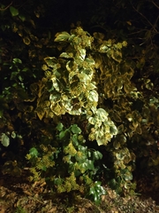 Hedera algeriensis