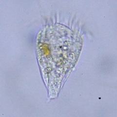 Strobilidium caudatum