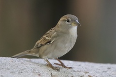 Passer domesticus