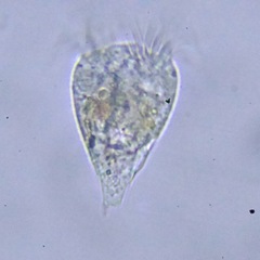 Strobilidium caudatum