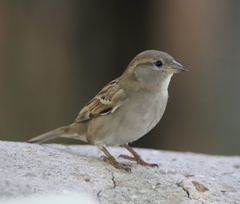 Passer domesticus