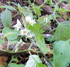 Solanum nigrescens