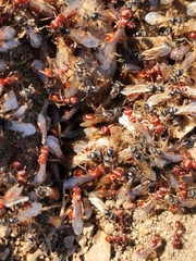 Pogonomyrmex occidentalis