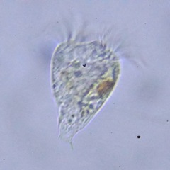 Strobilidium caudatum