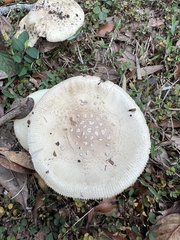 Amanita