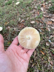 Amanita