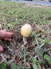 Amanita