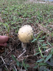 Amanita