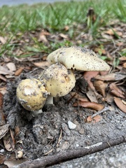 Amanita