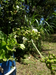 Echinodorus grandiflorus