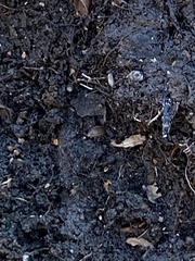 Entomobrya unostrigata