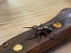 Herpyllus propinquus