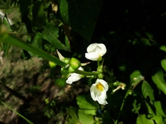 Echinodorus grandiflorus