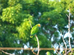 Alipiopsitta xanthops