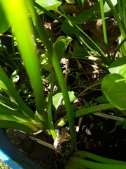 Echinodorus grandiflorus