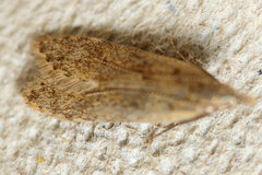 Dichomeris punctipennella