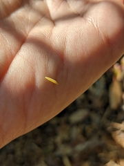 Monarthropalpus flavus