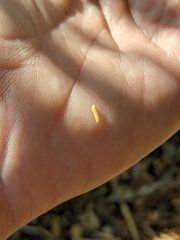 Monarthropalpus flavus