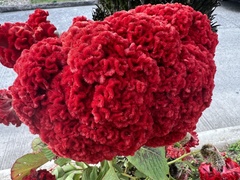 Celosia