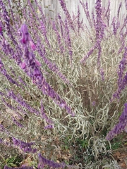 Salvia leucantha