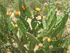 Opuntia elata