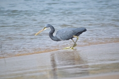 Egretta gularis