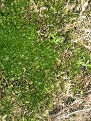 Scapania undulata