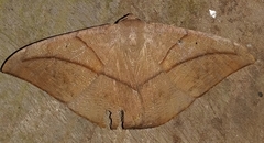 Oxydia trychiata