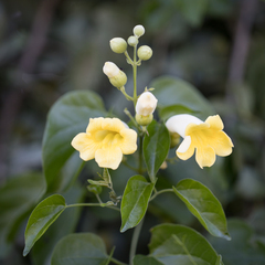 Amphilophium
