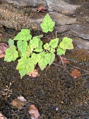 Tiarella